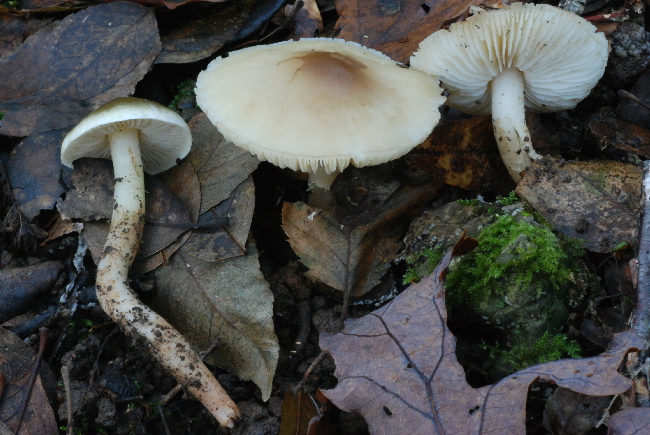 uscita prima della nevicata